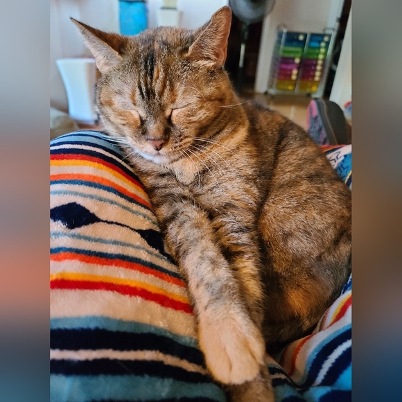 Meet your Posher, Dorothy - Picture 6 of 12